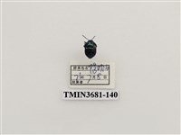 藏品(紅緣亮盾椿)的圖片